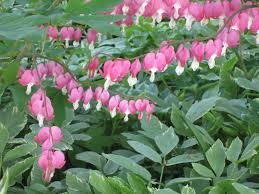 Caring for bleeding heart plant. Bleeding Hearts Springtime Legends Fork Lore