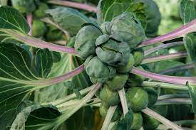 Maybe you would like to learn more about one of these? How To Grow Brussels Sprout Plants General Planting Growing Tips
