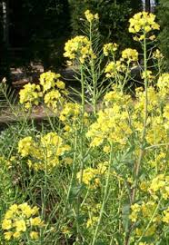 Image result for Brassica rapa