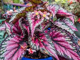 Fibrous root begonia species have stems that are directly overwatering is the biggest cause of indoor begonia death. Rex Begonia Plant Care Growing Watering Propagation Plant Index