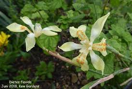 Image result for Dietes flavida