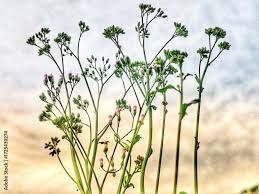 Image result for Vernonia cinerea