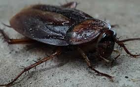 The game can be found in appondale as well as the sol arcade. Pest Control Plans For Bug Infestations In Your Garage