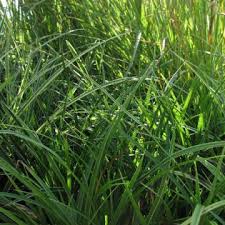 Image result for Cynodon aethiopicus