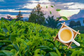 Free download beginning in 3 seconds. 78000 Natural Environment Hd Photos Free Download Lovepik Com