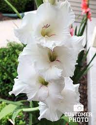 white gladiolus value bag 76146 gladiolus day lilies planting bulbs