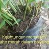 Menanam jahe hendaknya dilakukan di tempat yang terbuka. Https Encrypted Tbn0 Gstatic Com Images Q Tbn And9gcqvnupi W2fquvrgcme2gwxyq23tqp5ue01pzotcozidpabvscg Usqp Cau