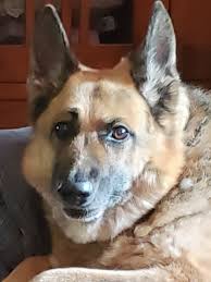 I have the most beautiful dogs in the world!! Not bragging...just sayin.  Oh, you think your pups are prettier? Show me!