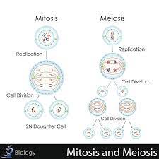 Easy To Edit Vector Illustration Of Mitosis And Meiosis Mitosis Meiosis Matter Science Experiments