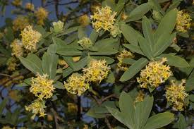 Image result for Gnidia glauca