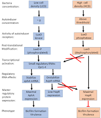 the luxo signaling pathway and cholera bacterial communication