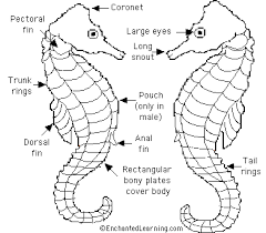 Untuk menjawab itu semua, maka artikel kali ini akan membahas cara mancing di laut malam hari agar memperoleh hasil yang maksimal. Ikan Kuda Laut Little Einsteins