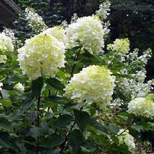 Wholesale, bulk hydrangeas for the best price ~ only $1 per stem! Silver Dollar Hydrangea