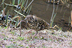 Image result for トラツグミ