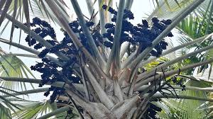 Check spelling or type a new query. Edible Palm Fruits And Nuts I Planted Roots In Mexico Manzanillo Sun