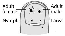 About Ticks Lyme Disease Action