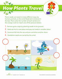 How Seeds Travel Worksheet Education Com Teaching First Grade Plants Worksheets Plant Science