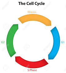 Maybe you would like to learn more about one of these? The Cell Cycle Diagram Royalty Free Cliparts Vectors And Stock Illustration Image 31016015