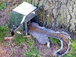Ground squirrels are released in a safe location that is far away from your residence. Critter Getter Chipmunk Trap For Weasel Pack Rat Ground Squirrel Trapping 005c Squirrels Traps