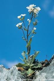 Image result for Arabis alpina