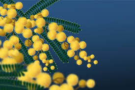 Image result for Mimosa scabrella