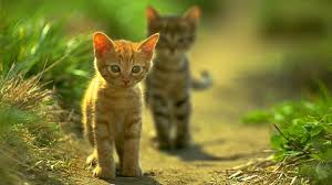 Find the best cute cats wallpaper on wallpapertag. Two Cat Wallpaper Cute Cat Free Wallpaper Download 1366x768 Download Hd Wallpaper Wallpapertip