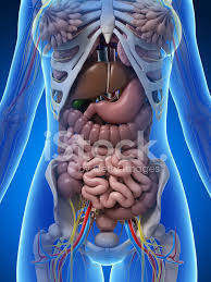 The abdomen (colloquially called the belly, tummy, midriff or stomach) is the part of the body between the thorax (chest) and pelvis, in humans and in other vertebrates. Female Anatomy Intestines Stock Photos Freeimages Com