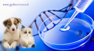 Ci sono molti tipi di problemi causati da questa malattia, i quali richiedono trattamento veterinario per risolvere. Malattie Autoimmuni Gatto Cane E Stato Infiammatorio Cronico