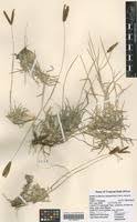 Image result for Eustachys paspaloides