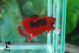 Its pigments are generally vibrant beige to a white. King Betta Farm