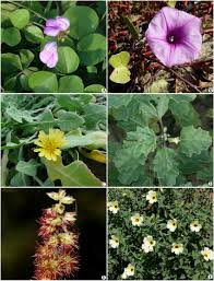 Image result for Pupalia micrantha