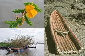 Image result for Aeschynomene elaphroxylon