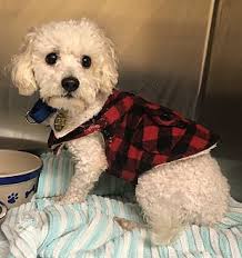 Pet adoption service in dover, new jersey. Adopt A Pet Petsmart Charities