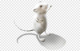 De uitwerpselen van de zwarte rat zijn lang en dun, ze zijn kleiner dan de uitwerpselen van de bruine rat. Computermuis Bruine Rat Muis Dieren Zwarte Rat Png Pngegg