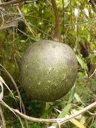 Image result for Lagenaria abyssinica