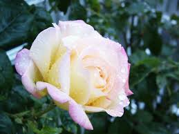 Retrouvez dans ces pages l'histoire de la famille meilland, l'histoire de la rose meilland et quelques information sur l'entreprise meilland. Madame Antoine Meilland Wikipedia