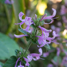 Image result for Hypoestes aristata