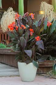 Maybe you would like to learn more about one of these? Temperate Plants For A Tropical Look Hgtv