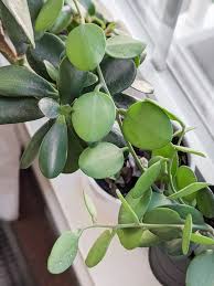 Silver dollars are a fairly long lived fish with life spans over 10 years with proper care. Silver Dollar Succulent How To Care For And Propagate It