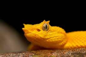 Eyelash Palm Pitvipers Viper Snake Snake Photos Snake