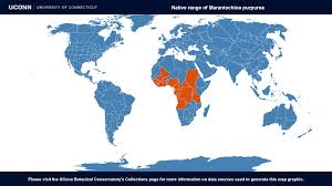 Image result for Marantochloa purpurea