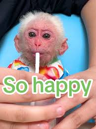 Lala the Adorable Pet Monkey with Loving Mom