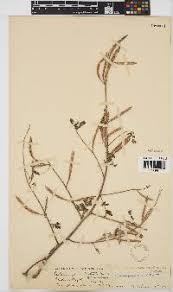 Image result for Sesbania brevipedunculata