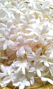 Embedded Image Exotische Blumen Beste Blumen Schone Blumen