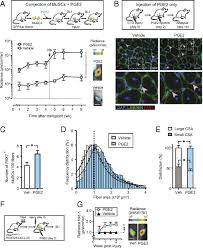 Dinoprostone is used in labor induction, bleeding after delivery, termination of pregnancy, and in newborn babies to keep the ductus arteriosus open. Prostaglandin E2 Is Essential For Efficacious Skeletal Muscle Stem Cell Function Augmenting Regeneration And Strength Pnas