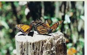 Mariposa Monarca Tour De Temporada