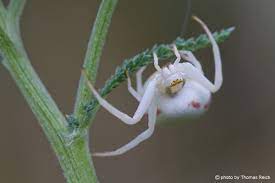 Goldenrod Crab Spider Misumena Vatia Info Details Facts Images