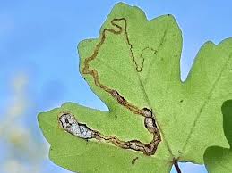 Image result for Stigmella freyella