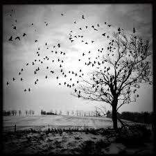 Art Black And White Pictures Of Nature Dramatic Tree Photo Birds Flying Photo Nature Photo Black White Landscape Winter Black And White Landscape Black And White Birds Fine Art Photography Print