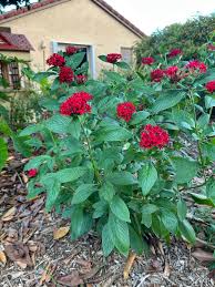 Image result for Pentas lanceolata